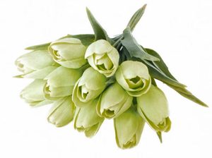Tulipán s listem 6 ks - světlá zelená