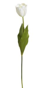 Tulipán - krémová