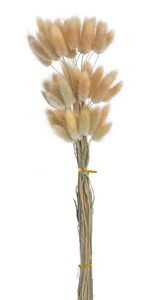 Lagurus 60 cm (60 ks) - přírodní