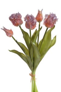 Tulipán papouškovitý 5 ks - oranžová/fialová