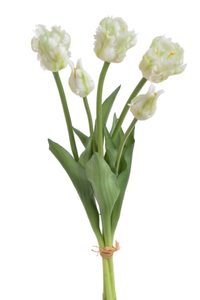 Tulipán papouškovitý 5 ks - bílá se zelenou kresbou