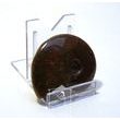 Amonit (5,5 cm)