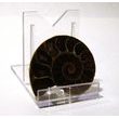Amonit (4,5 cm) - půlka
