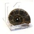 Amonit (5 cm)