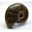 Amonit (8,5 cm)