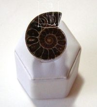 Amonit - rhodiovaný prsten