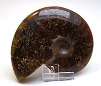 Amonit (11 cm)