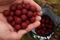 Nikl Boilies Gigantica ATTRACTIVE