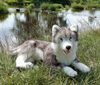 Plyšový husky 60 cm ležící (eco-friendly)