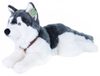Plyšový husky 60 cm ležící (eco-friendly)