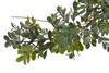 Rostlina girlanda buxus 180 cm - zelená