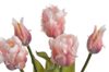 Tulipán papouškovitý 5 ks - růžová