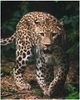 Mikroflanelová dětská deka Leopard green 120x150 cm