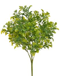 Aglaia - trs x5 - zelená