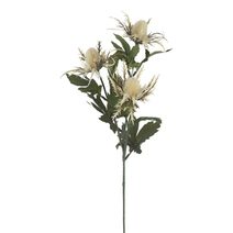 Okrasný bodlák X6844-26 - 66 cm