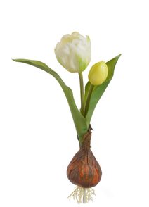 Tulipán s cibulkou - krémová/zelená