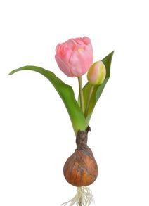 Malý tulipán s cibulkou - světlá růžová