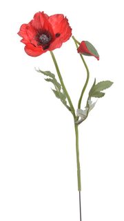 Vlčí mák s poupátkem