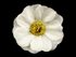 Umělý květ čajová růže Ø50 mm balení 5 kusů