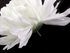 Umělý květ chryzantéma Ø15 cm