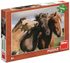 Puzzle XL Barevní koně foto 300 dílků 47x33cm skládačka v krabici