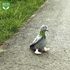 Plyšový holub, 25 cm