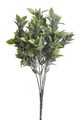 Ruscus zaprášený - zelená