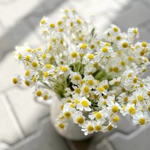 Kytice chryzantémy - bílá