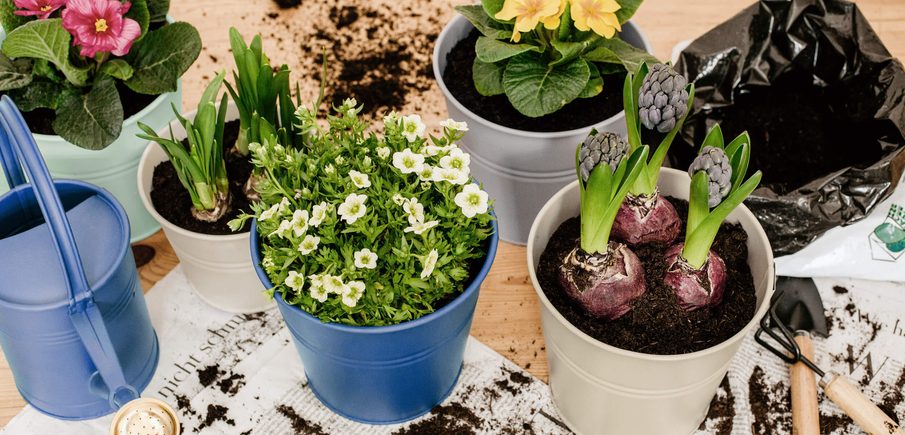 Tipy pro pěstování balkonových rostlin a výsadbu do květináčů