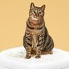Petkit Pura X Toilettenmatte für Katzen