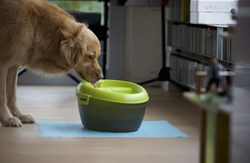 How to choose a fountain for dogs and cats?