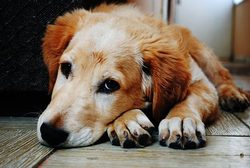 Reedog привязывает новую веревку и больше никаких собачьих экскрементов на лужайках!