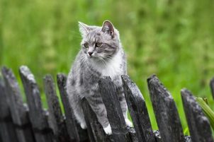 Jak odnaučit kočku utíkat přes plot? Pořiďte si elektronický ohradník pro kočky!