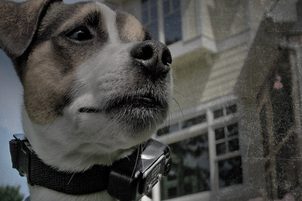 Elektronický obojek: Jak cvičit psa s elektronickým výcvikovým obojkem