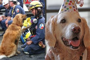 Poslední žijící psí hrdina, který zachránil lidi z pod trosek WTC, slavil 16 let!