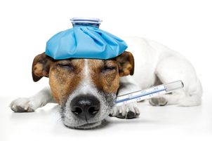 Nejčastější nemoci psů: Příznaky, projevy, léčba