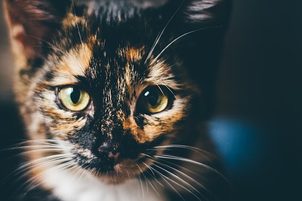 Rýma u kočky: léčení, rizika a správná péče