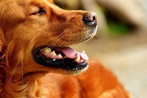 5 případů, ve kterých pomohl elektronický obojek pro psy
