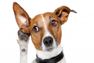 Halláskárosult kutyák képzése elektromos nyakörv segítségével. Lehetséges? Hogyan?