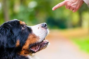 Výcvik psa k dokonalé poslušnosti