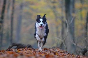 Video: So wählen Sie ein elektronisches Trainingshalsband für Hunde