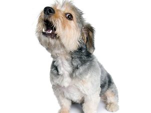 Anti-Bark-Halsbänder für Hunde: Ein intelligenter Helfer für die Aufzucht eines Hundes