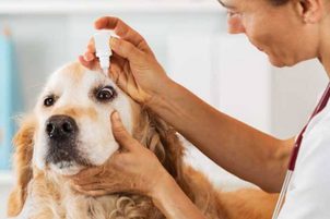 Jak pečovat o oči a uši psů nebo koček?