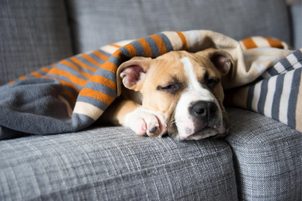 Nemoci psů: Zvracení a průjem