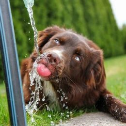 Fountains and watering cats and dogs in hot summer weather!