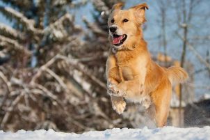 Jak pečovat o psa v zimě: oblečky, granule, vitamíny a doplňky stravy