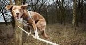 Ozzy pies akrobata!! Potrafi robic salta i chodzic po linie!