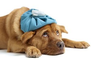 Kutyák betegségei: A légzőrendszer daganatos betegségei