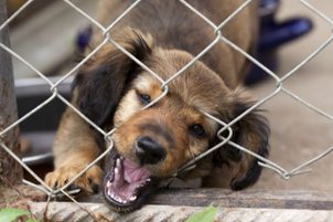 Elektronický ohradník: Jak vybrat radiový plot proti útěkům psa ze zahrady?