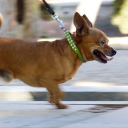 Classic leashes for dogs